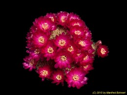 Sulcorebutia vasqueziana ssp. vasqueziana WR284 2224